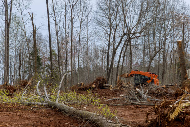 Best Stump Grinding and Removal  in Rock Hill, MO