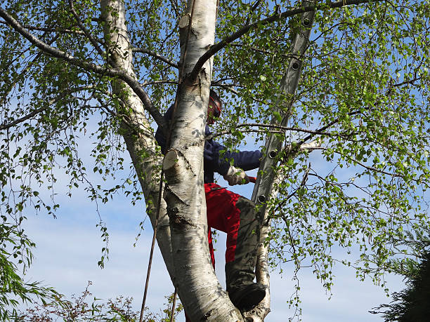 Best Tree Disease Treatment  in Rock Hill, MO