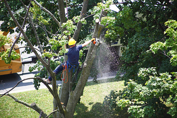 Best Tree Cabling and Bracing  in Rock Hill, MO