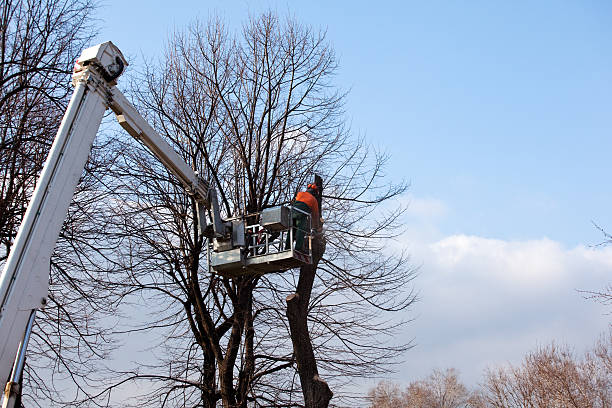 Best Hedge Trimming  in Rock Hill, MO